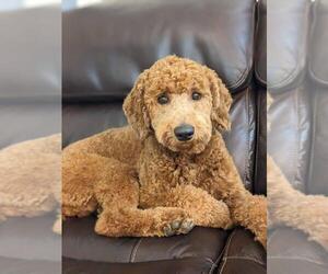 Father of the Goldendoodle mix (+ Poodle Miniature) puppies born on 01/15/2026