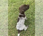Small Photo #16 German Shorthaired Pointer Puppy For Sale in CONCORD, NC, USA