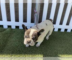 French Bulldog Dogs for adoption in Modesto, CA, USA