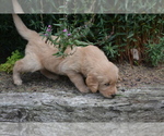 Small Photo #15 Golden Retriever Puppy For Sale in GREENWOOD, WI, USA