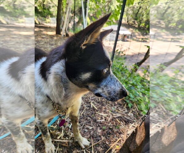 Medium Photo #3 Mutt Puppy For Sale in Paso Robles, CA, USA
