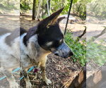 Small #2 Mutt