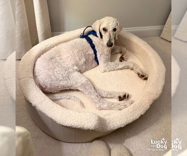 Medium Photo #6 Poodle (Standard)-Unknown Mix Puppy For Sale in Washington, DC, USA
