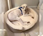 Small #5 Poodle (Standard) Mix