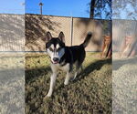 Small #3 Huskies  Mix