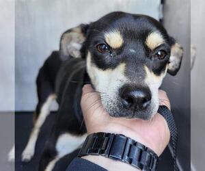 Chihuahua-Unknown Mix Dogs for adoption in San Antonio, TX, USA