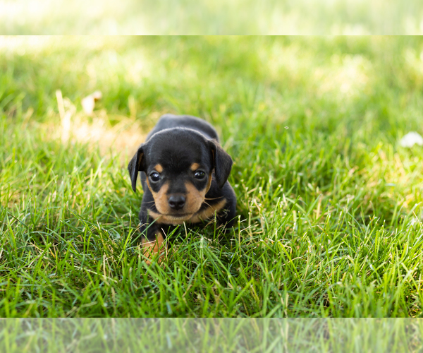 Medium Photo #3 Dachshund Puppy For Sale in NAPPANEE, IN, USA