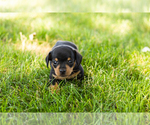 Small #2 Dachshund
