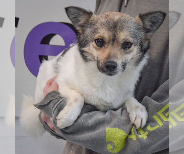 Medium Photo #2 Chion Puppy For Sale in Huntley, IL, USA