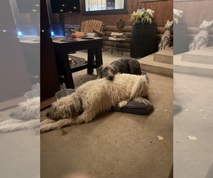 Mother of the Irish Wolfhound puppies born on 06/03/2026