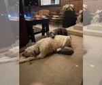 Small Photo #1 Irish Wolfhound Puppy For Sale in VEYO, UT, USA