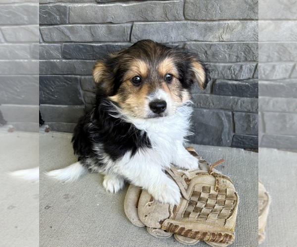 Medium Photo #1 Yoranian Puppy For Sale in MIDDLEBURY, IN, USA