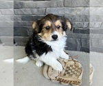 Image preview for Ad Listing. Nickname: Rio