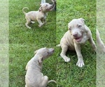 Puppy Rex American Bully