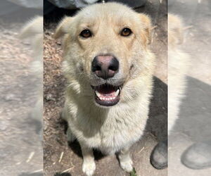 Mutt Dogs for adoption in Virginia Beach, VA, USA