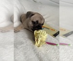 Small Photo #4 French Bulldog Puppy For Sale in OPP, AL, USA