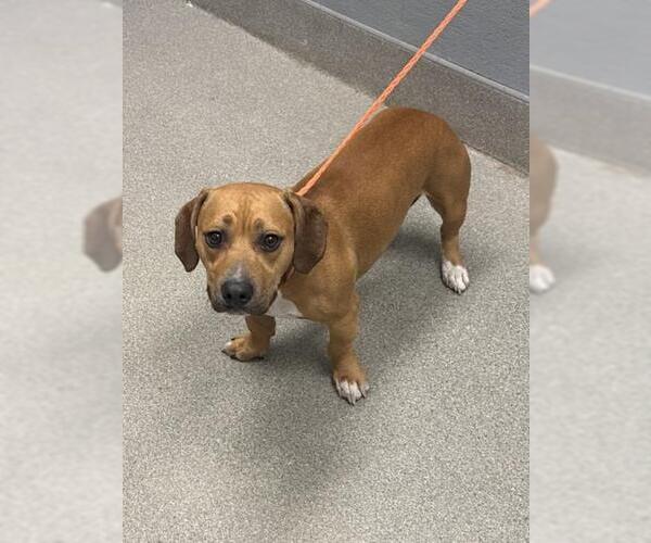 Medium Photo #1 Dachshund-Unknown Mix Puppy For Sale in Las Vegas, NV, USA