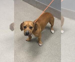 Dachshund-Unknown Mix Dogs for adoption in Las Vegas, NV, USA