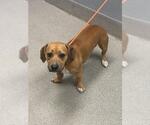Small Dachshund Mix