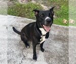 Small Labrador Retriever Mix