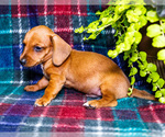 Small #11 Dachshund