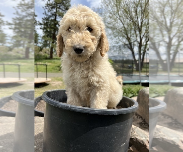 Medium Photo #2 Goldendoodle Puppy For Sale in CHENEY, WA, USA
