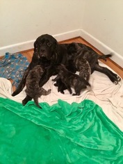 Mother of the Mastiff puppies born on 02/25/2015