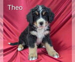 Small Photo #10 Bernese Mountain Dog Puppy For Sale in CANON CITY, CO, USA