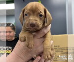 Small Beagle-Retriever  Mix