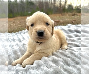 Medium Golden Retriever