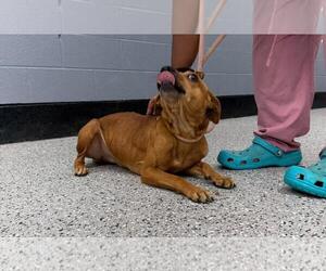 Chihuahua-Eurasier Mix Dogs for adoption in Front Royal, VA, USA