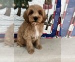 Small Photo #10 Goldendoodle (Miniature) Puppy For Sale in RICHMOND, IL, USA