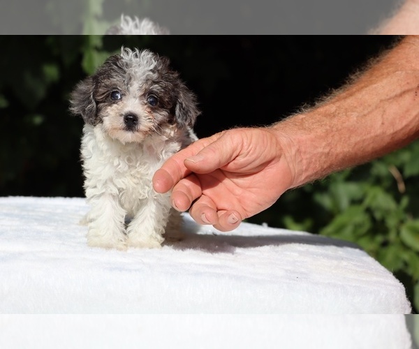 Medium Photo #2 Goldendoodle (Miniature) Puppy For Sale in DYERSBURG, TN, USA