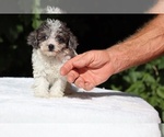 Small #1 Goldendoodle (Miniature)