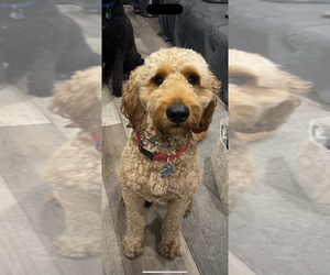 Father of the Goldendoodle puppies born on 01/07/2026