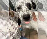 Small #2 Dalmatian Mix