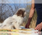 Small #6 ShihPoo