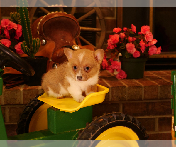 Medium Photo #5 Pembroke Welsh Corgi Puppy For Sale in SPRINGFIELD, MO, USA