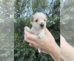 Small #4 Maltese Mix