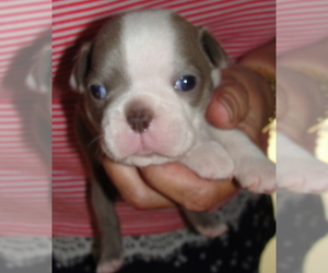 Boston Terrier Puppy for sale in CRKD RVR RNCH, OR, USA