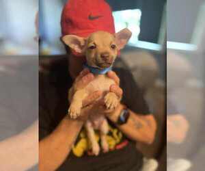 Chihuahua-Unknown Mix Dogs for adoption in Shermans Dale, PA, USA