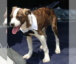 Small #2 Boston Terrier Mix