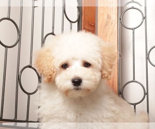 Medium Photo #2 Maltipoo (Miniature) Puppy For Sale in NAPLES, FL, USA