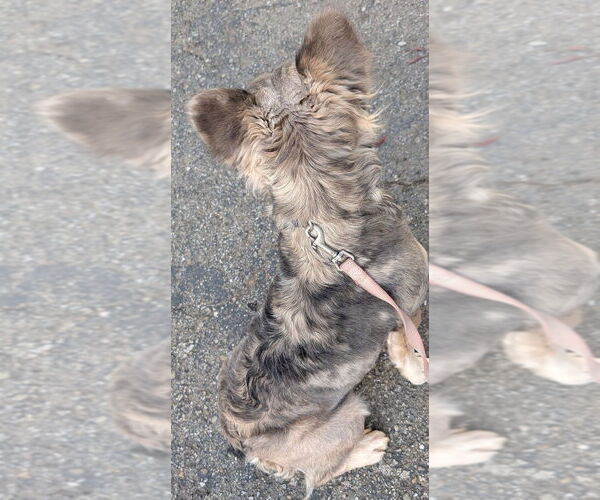 Medium Photo #3 French Bulldog Puppy For Sale in San Bernardino, CA, USA