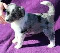 Small Photo #4 Aussiedoodle-Australian Shepherd Mix Puppy For Sale in PAHRUMP, NV, USA