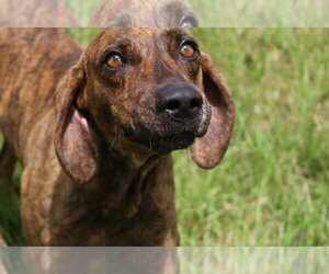Slick - Male Plott Hound-Unknown Mix Dog for Adoption - Photo #4