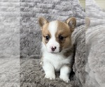 Puppy Blossom Pembroke Welsh Corgi