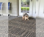 Small Photo #1 Pomeranian Puppy For Sale in DALLAS, TX, USA