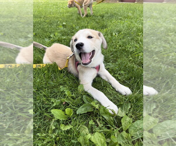 Medium Photo #9 Siberian Husky-Unknown Mix Puppy For Sale in New York, NY, USA
