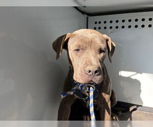 Mutt Dogs for adoption in Bakersfield, CA, USA